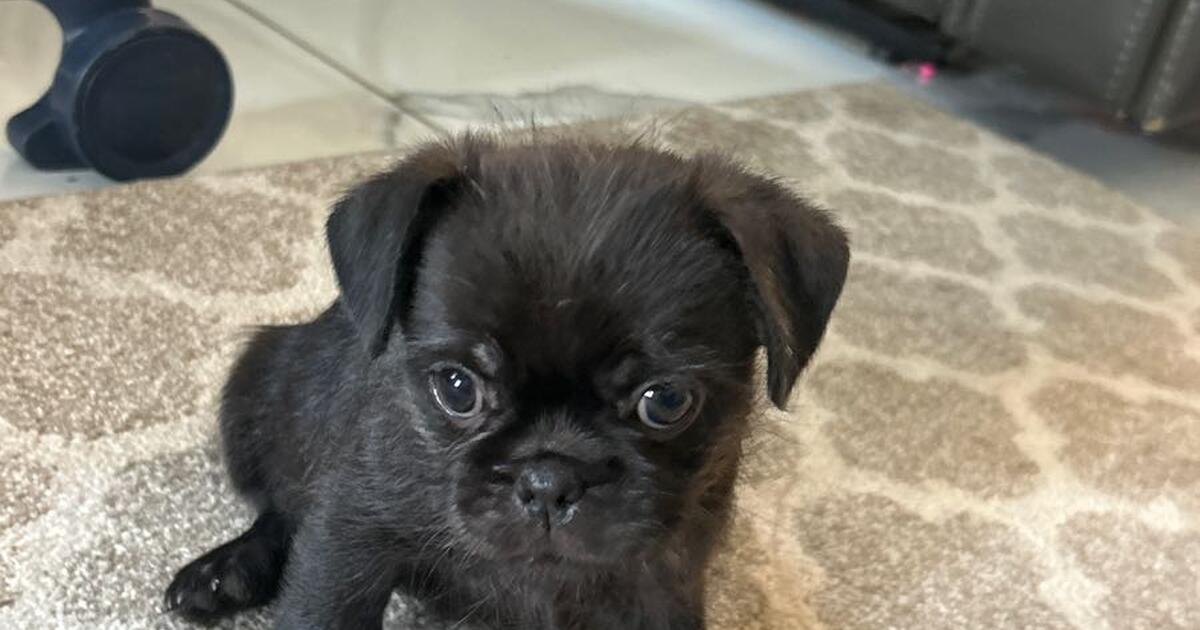 I have 2baby pugs 9 weeks in San Antonio, TX For Sale & Free — Nextdoor