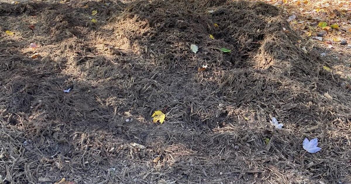 Mulch for Free in Clayton, NC For Sale & Free — Nextdoor