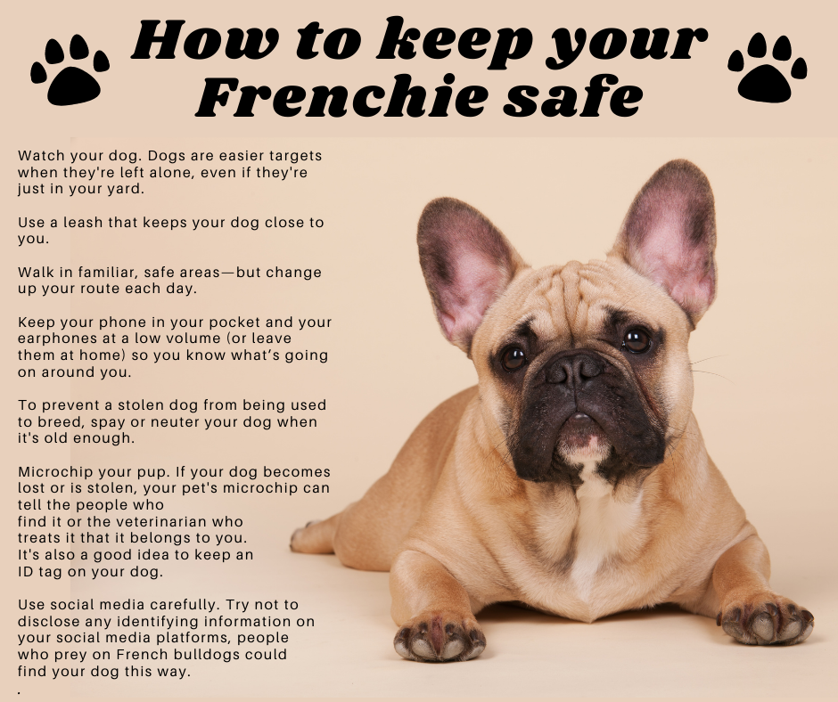 How to Keep Your Frenchie (or other furry friend) Safe (Los