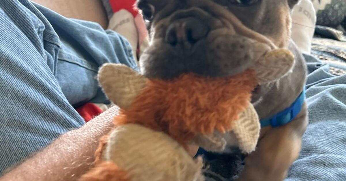 French Bulldog Puppy for 4500 in Myrtle Beach, SC For Sale & Free