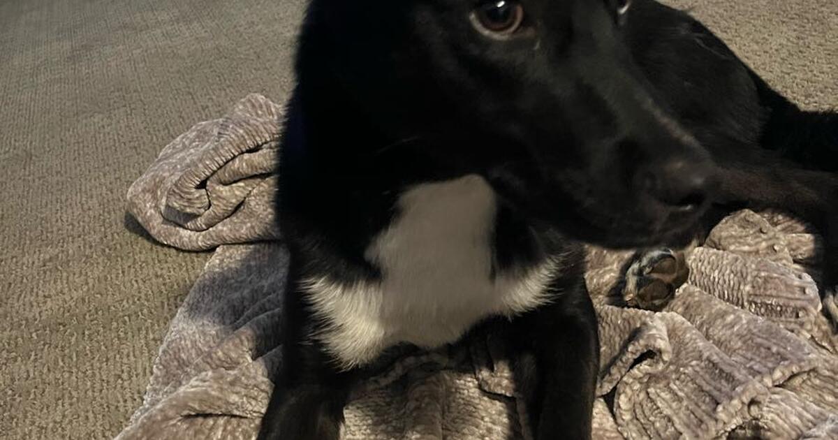 ISO Medium size dog kennel (35+ pounds) for Free in Omaha, NE For