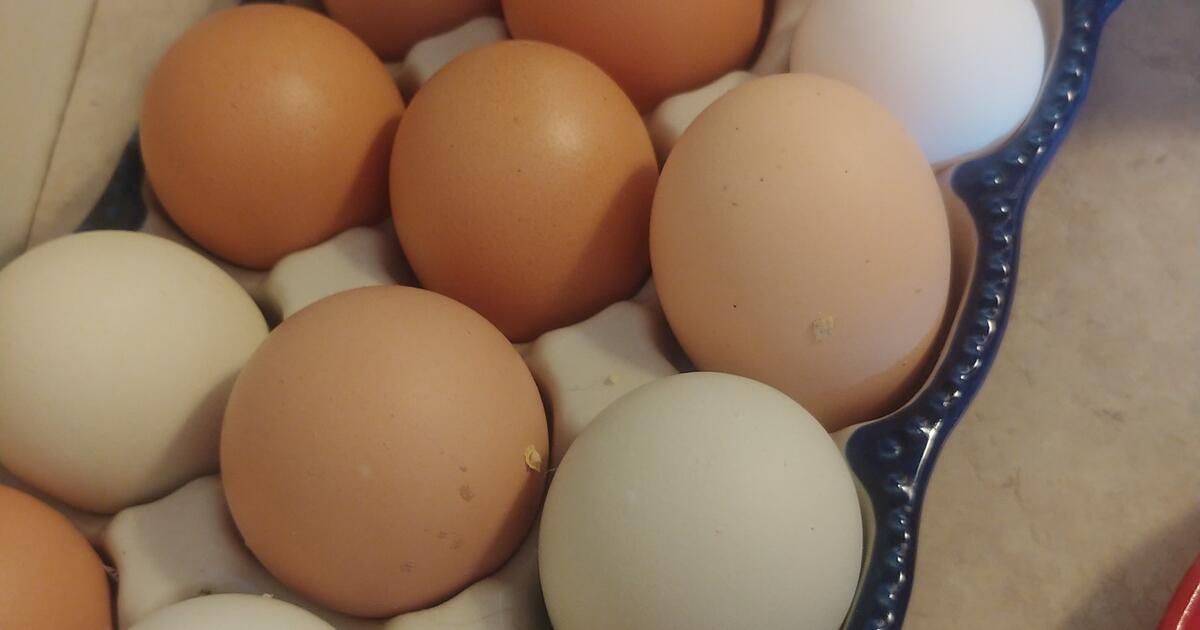 Organic eggs for 5 in Tucson, AZ For Sale & Free — Nextdoor