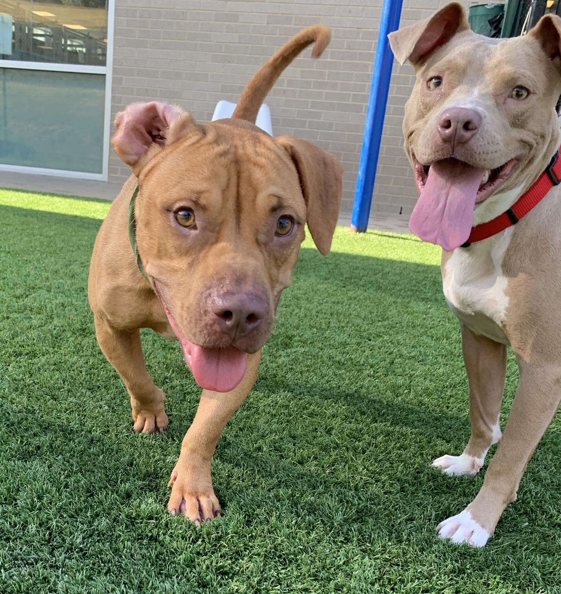 FREE DOG ADOPTIONS Today in Honor of National Dog Day (Dallas Animal