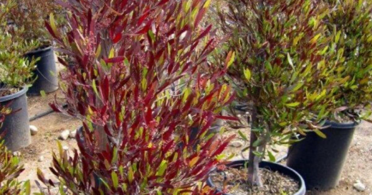 Purple Hopseed Bush Dodonaea viscosa 'Purpurea' Bush for 5 in Seaside
