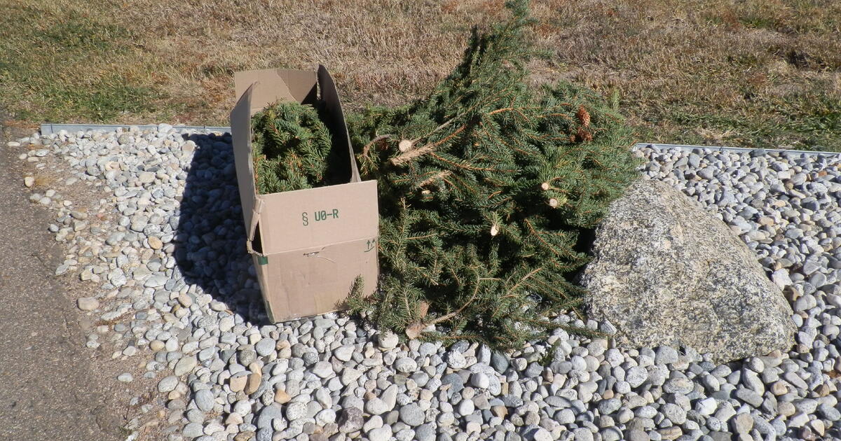 Free fresh pine branches for your goatsdriveway pickup for Free in