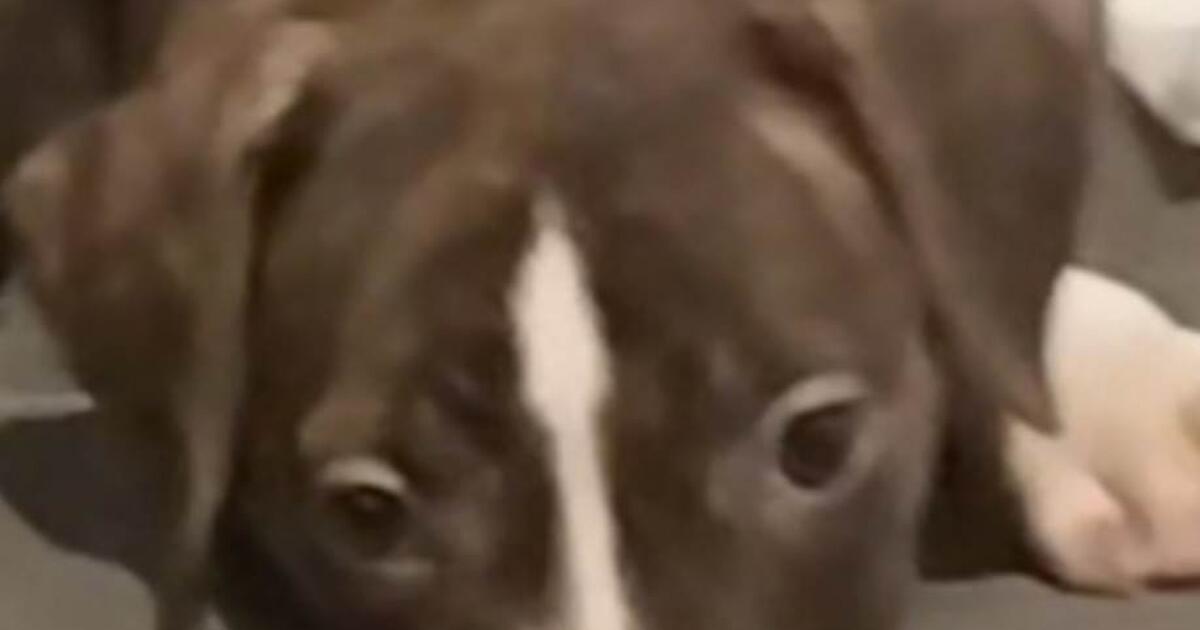 puppy for Free in Katy, TX For Sale & Free — Nextdoor