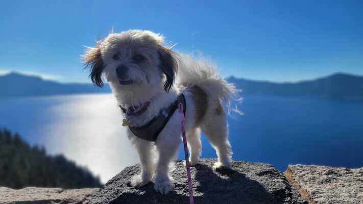 Dog kennels hills sales district