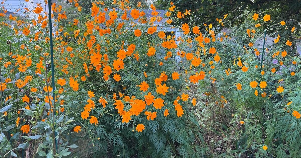 Free cosmos for Free in Nashville, TN For Sale & Free — Nextdoor