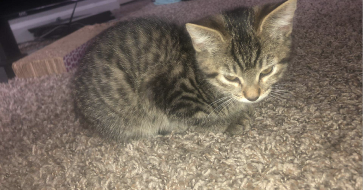 3 Month Old Kittens 10 Rehoming Fee For Free In Mesa AZ For Sale 3-month-old-kittens-10-rehoming-fee-for-free-in-mesa-az-for-sale