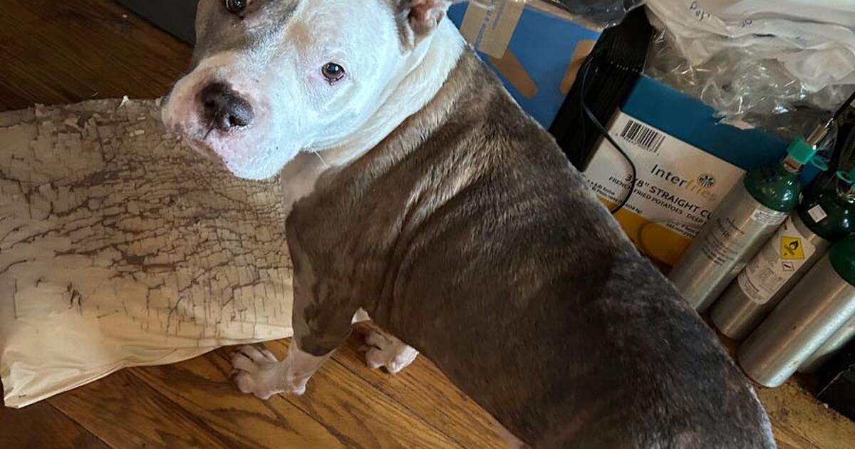 Terrier mix dog needing home for 50 in Pasadena, MD Finds — Nextdoor