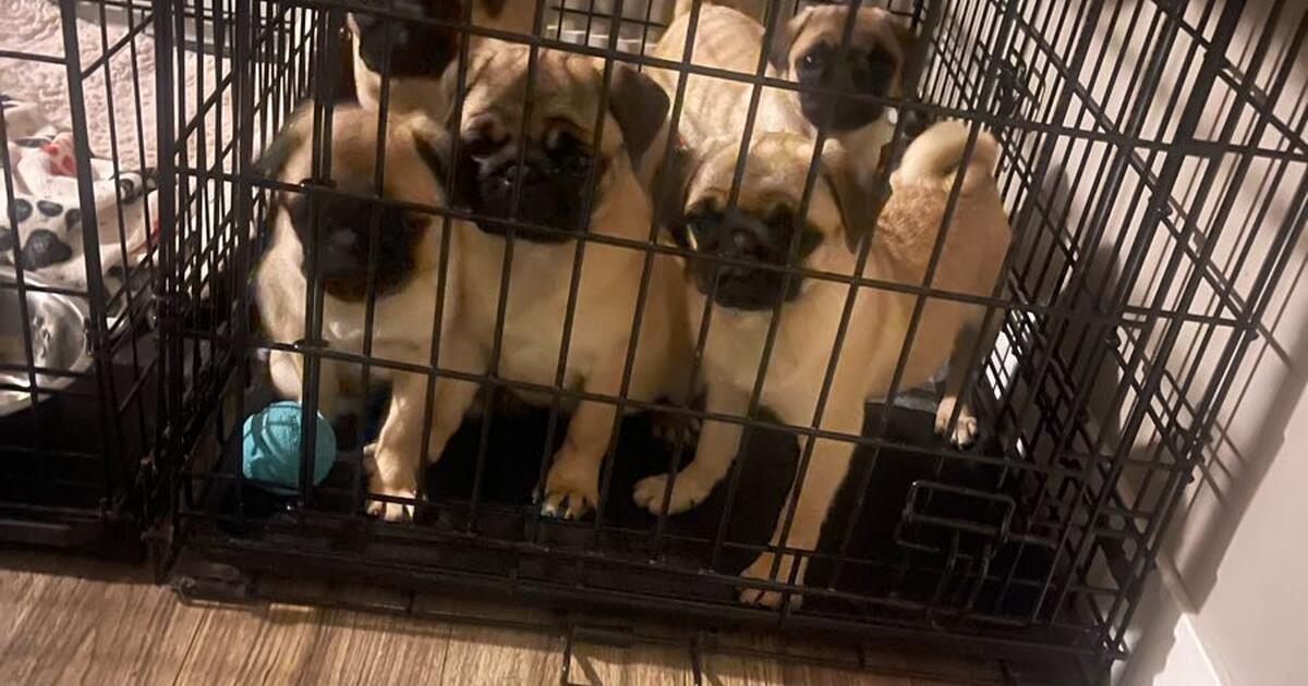 Puppies for 123 in Burnsville, MN For Sale & Free — Nextdoor