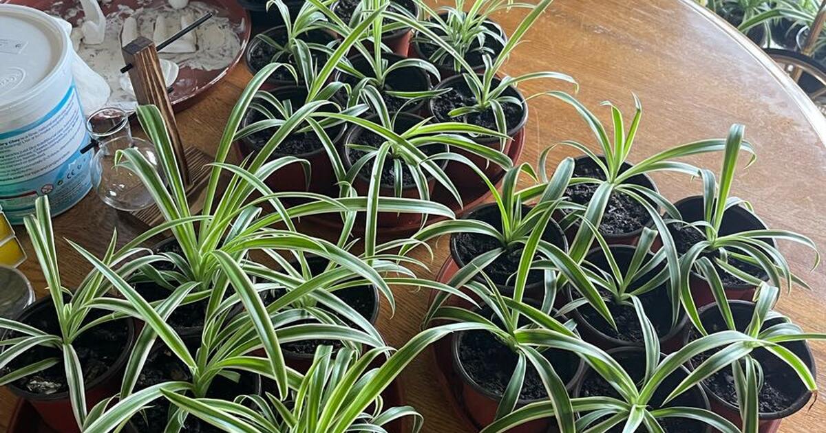 Spider plants for sale in iowa city ia for sale free nextdoor