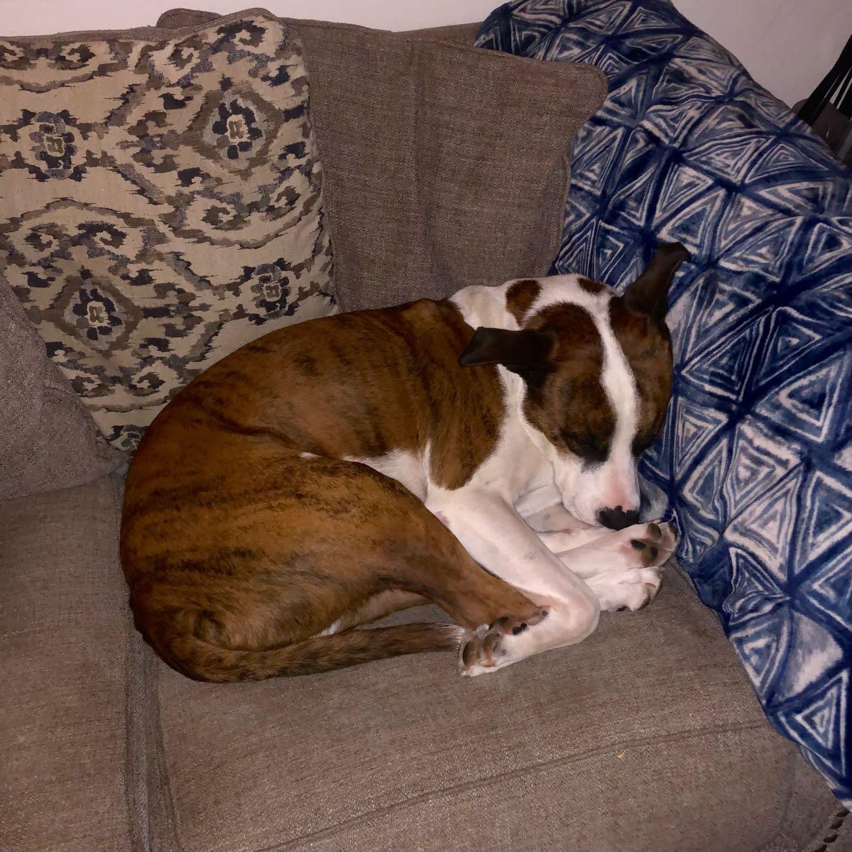 chuck & don's dog food on Sale Chuck Don s Pet Food Supplies in Wichita KS Pet store