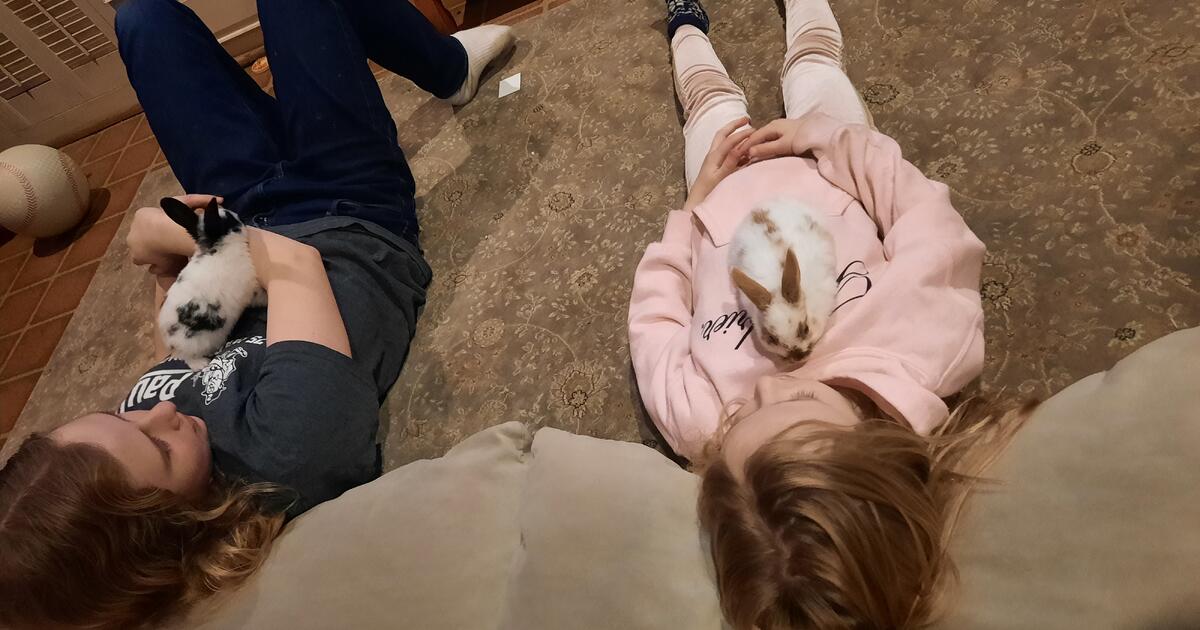 Baby Bunnies for Free in Lancaster, PA For Sale & Free — Nextdoor