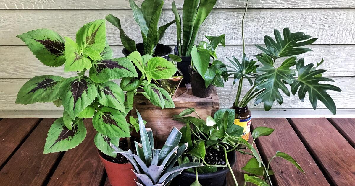 Houseplants for sale or trade for 2 in Minneapolis, MN For Sale