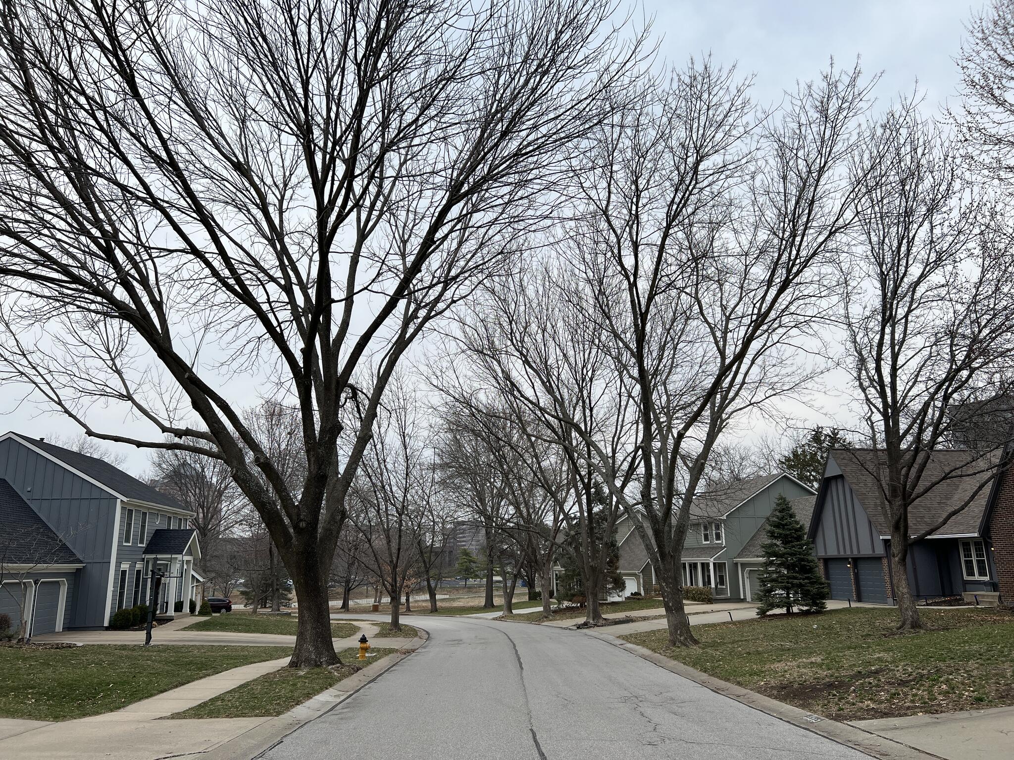 Starting June 17, the second phase of the City's Ash Tree Removal and