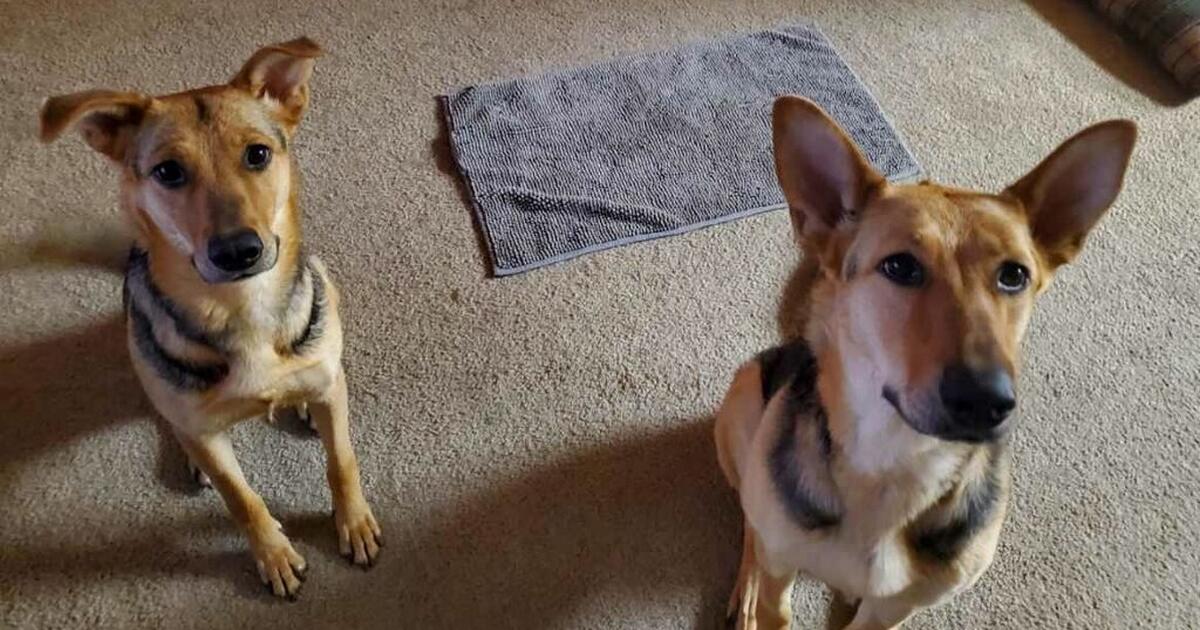 need new home for my dogs for Free in Oakley, CA Finds — Nextdoor