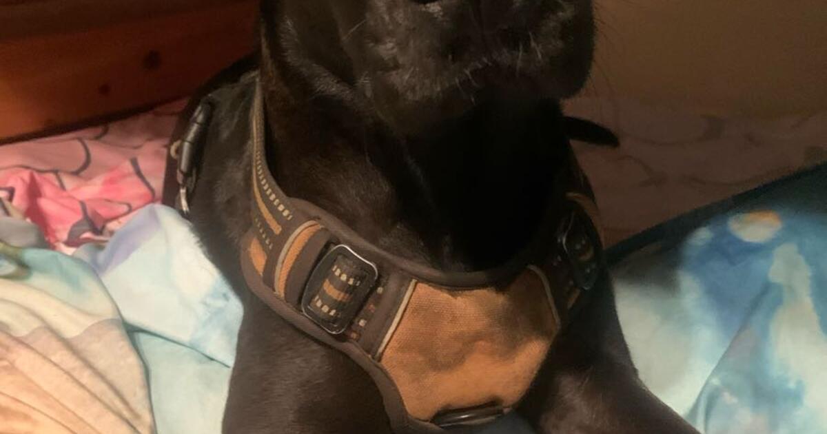 A rescue Black Lab/pittbull’?’mix for Free in Fresno, CA | Finds — Nextdoor
