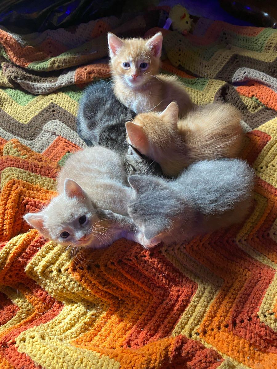 Cats and kittens for free for Free in West Des Moines, IA For Sale