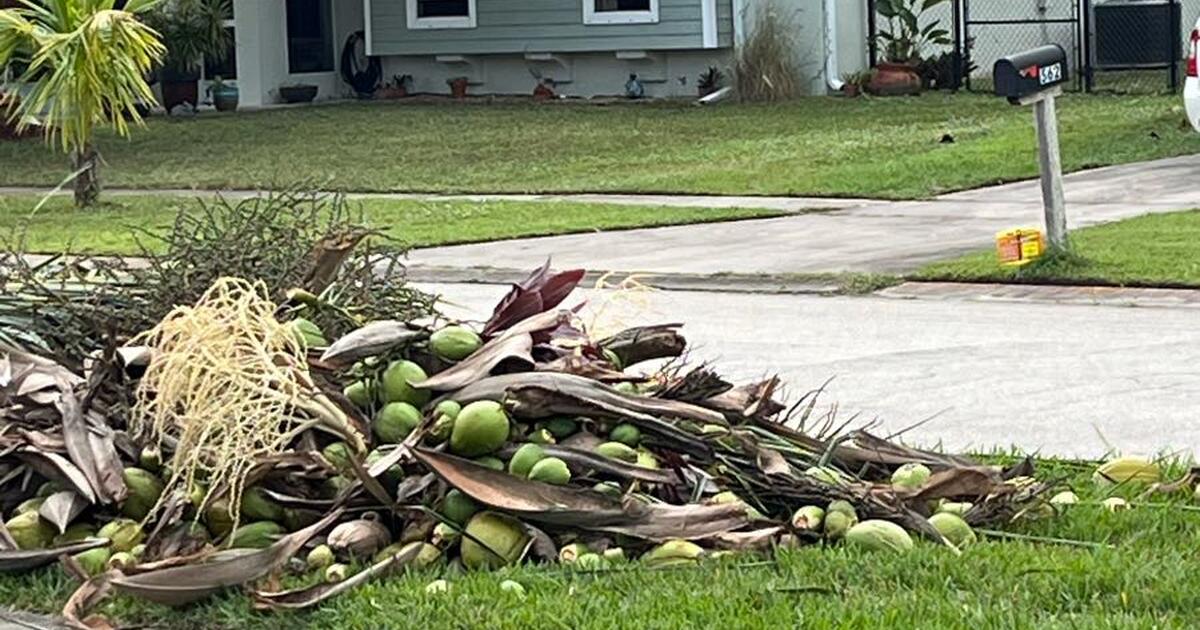 FREE Coconuts 🥥 at the Curb for Free in Port St. Lucie, FL For Sale