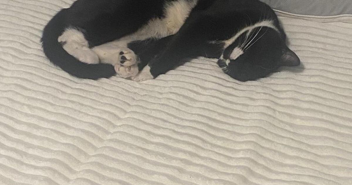 2 Cats Need A New Home For Free In Boston MA For Sale Free Nextdoor 2-cats-need-a-new-home-for-free-in-boston-ma-for-sale-free-nextdoor