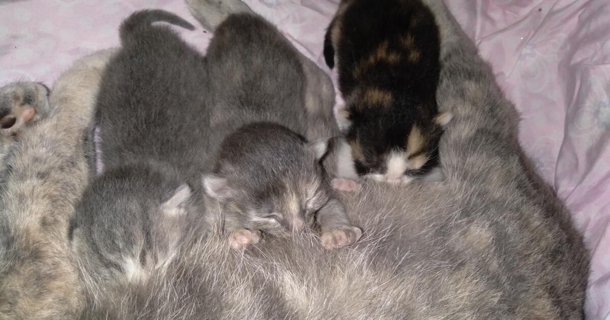 Kittens for Free in Hernando, FL | Finds — Nextdoor