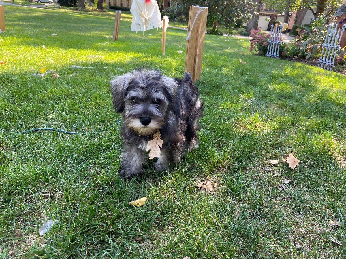 Dog boarding for 40 in Naperville, IL For Sale & Free — Nextdoor