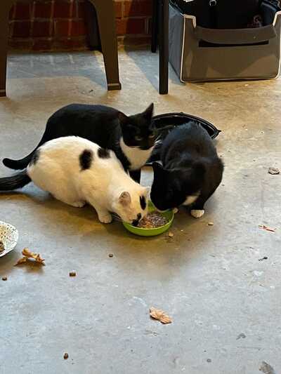 Fuzzy Friends Pet Food Pantry Nonprofit Nextdoor