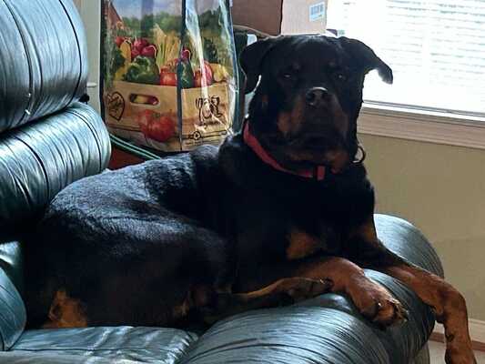 Petsmart dog sitting hotsell