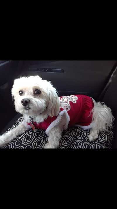 Clipper Ship Pet Grooming Lake Mary FL Nextdoor