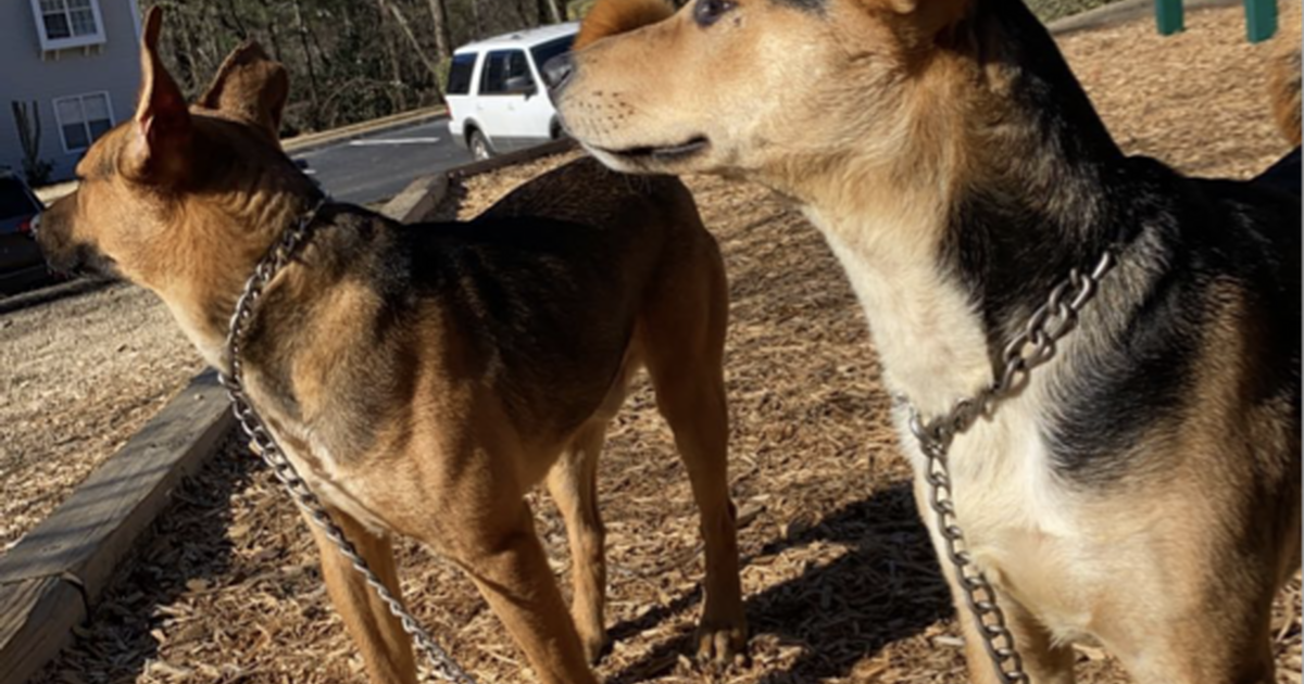 Fee puppies for Free in Roswell, GA Finds — Nextdoor