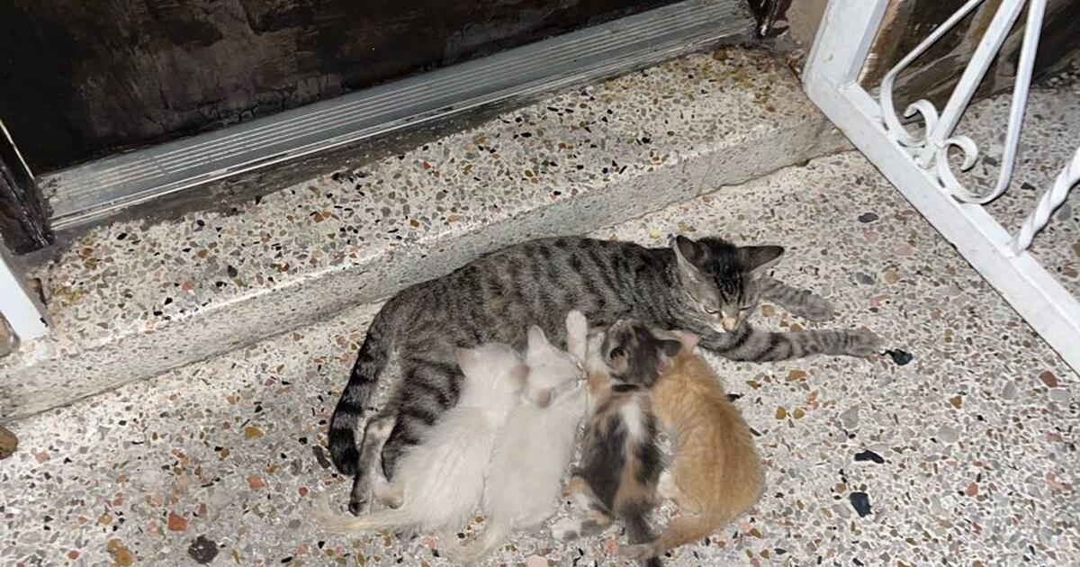 Baby kittens! for Free in Miami, FL Finds — Nextdoor