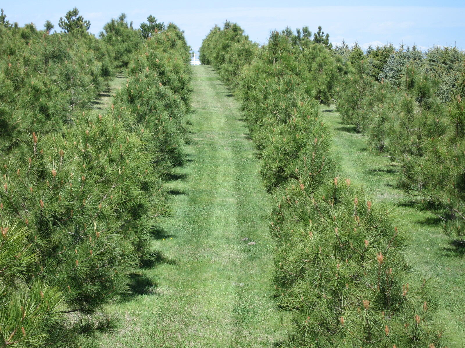 Tree Farm In Franktown for 45 in Franktown, CO Finds — Nextdoor