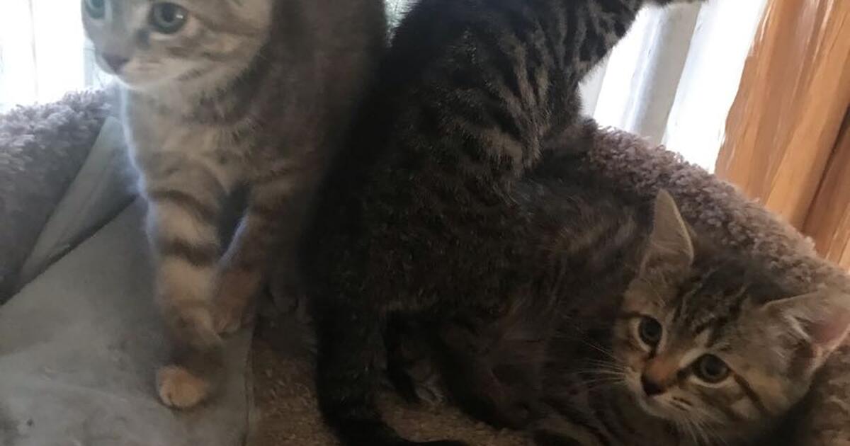 Three Mackerel Tabby Kittens for Free in Quakertown, PA For Sale