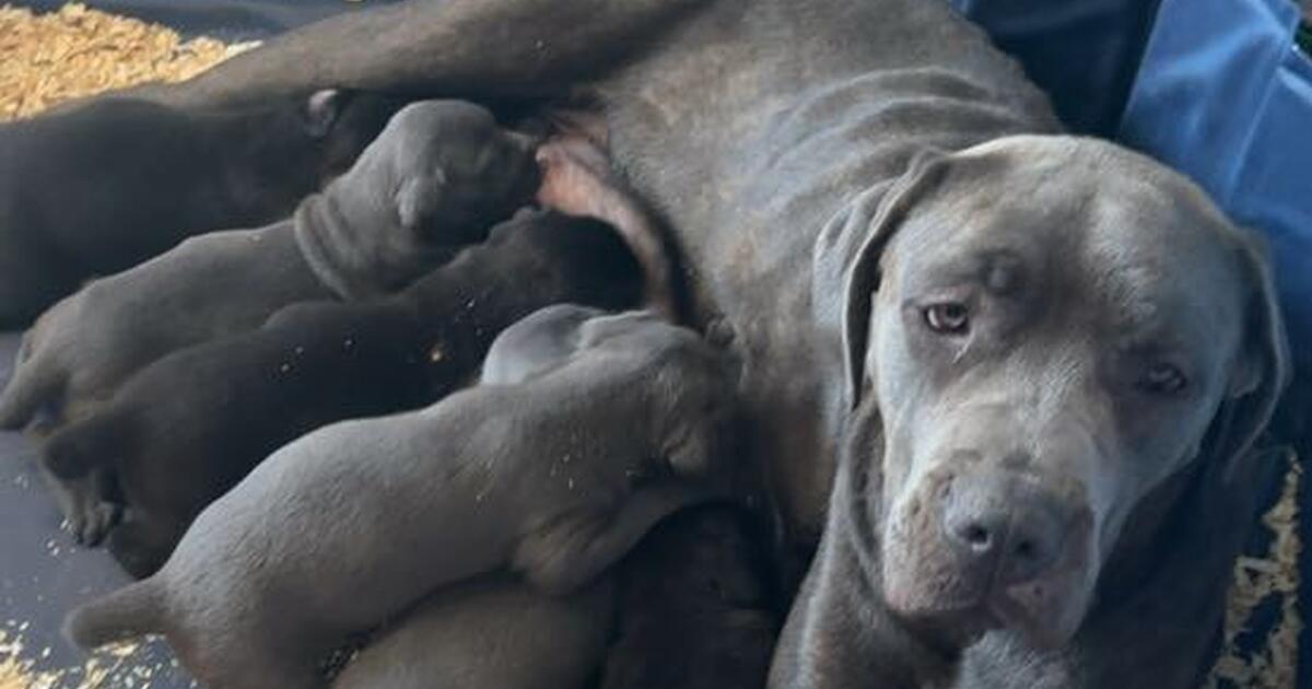 Puppies for 800 in Baltimore, MD For Sale & Free — Nextdoor