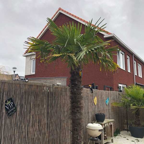 pijpleiding Hou op Ter ere van Winterharde Palmboom 2,5 Meter Hoog Voor 175 € In Pijnacker-Nootdorp, ZH |  Gratis/Te Koop — Nextdoor