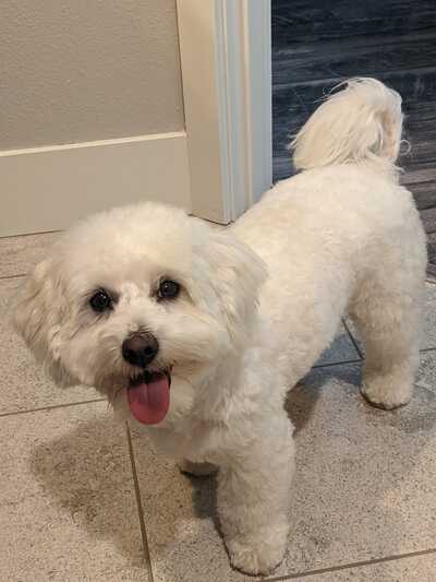 VCA East Mill Plain Animal Hospital Vancouver WA Nextdoor