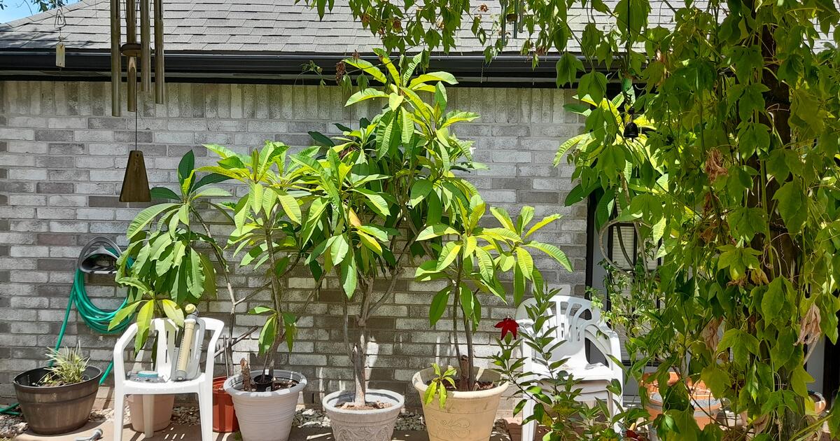 Plumeria's For Sale for 30 in Houston, TX For Sale & Free — Nextdoor