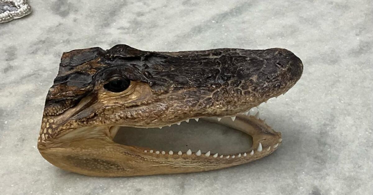 Crocodile for $8 in Land O Lakes, FL | Finds — Nextdoor