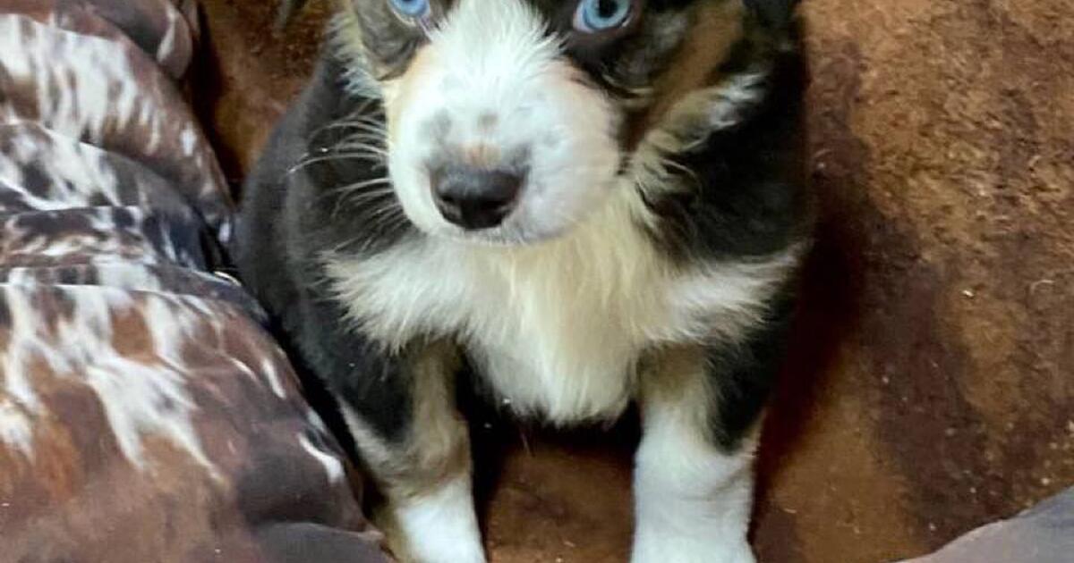 Miniature Australian Shepherds in Austin, TX Finds — Nextdoor