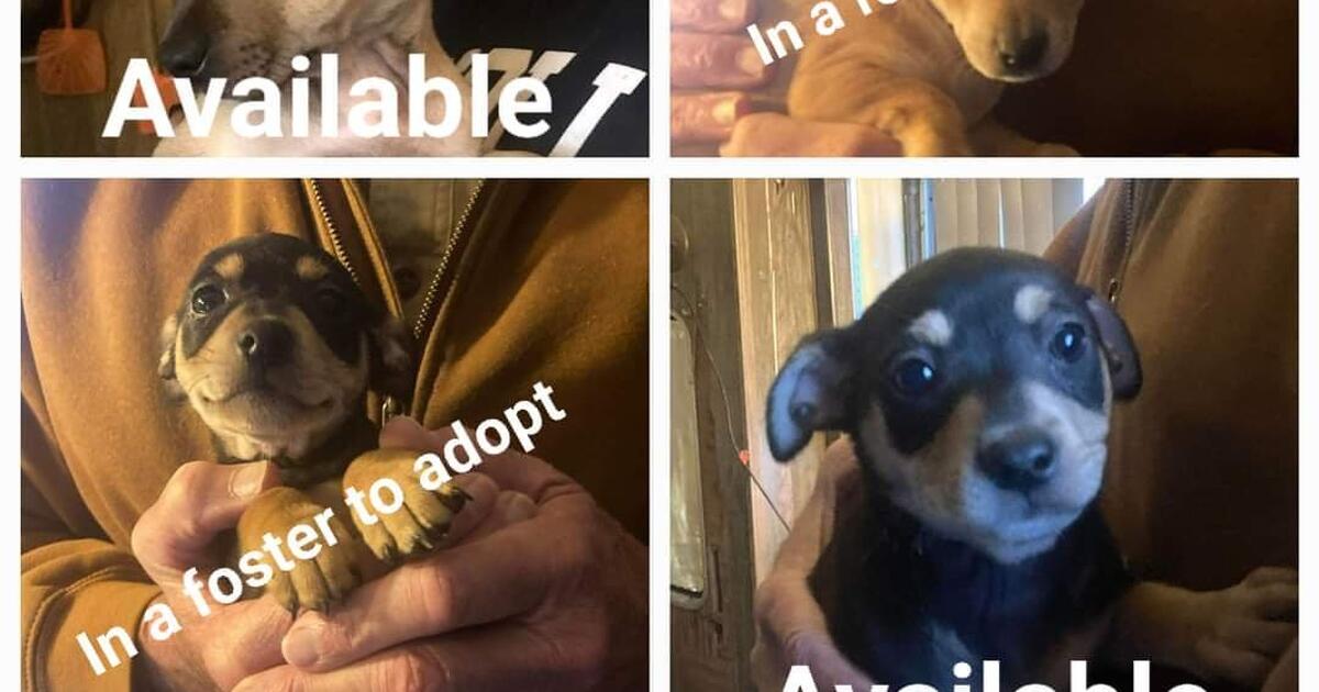 Nextdoor seems to have a problem with my posts. I'm just desperately