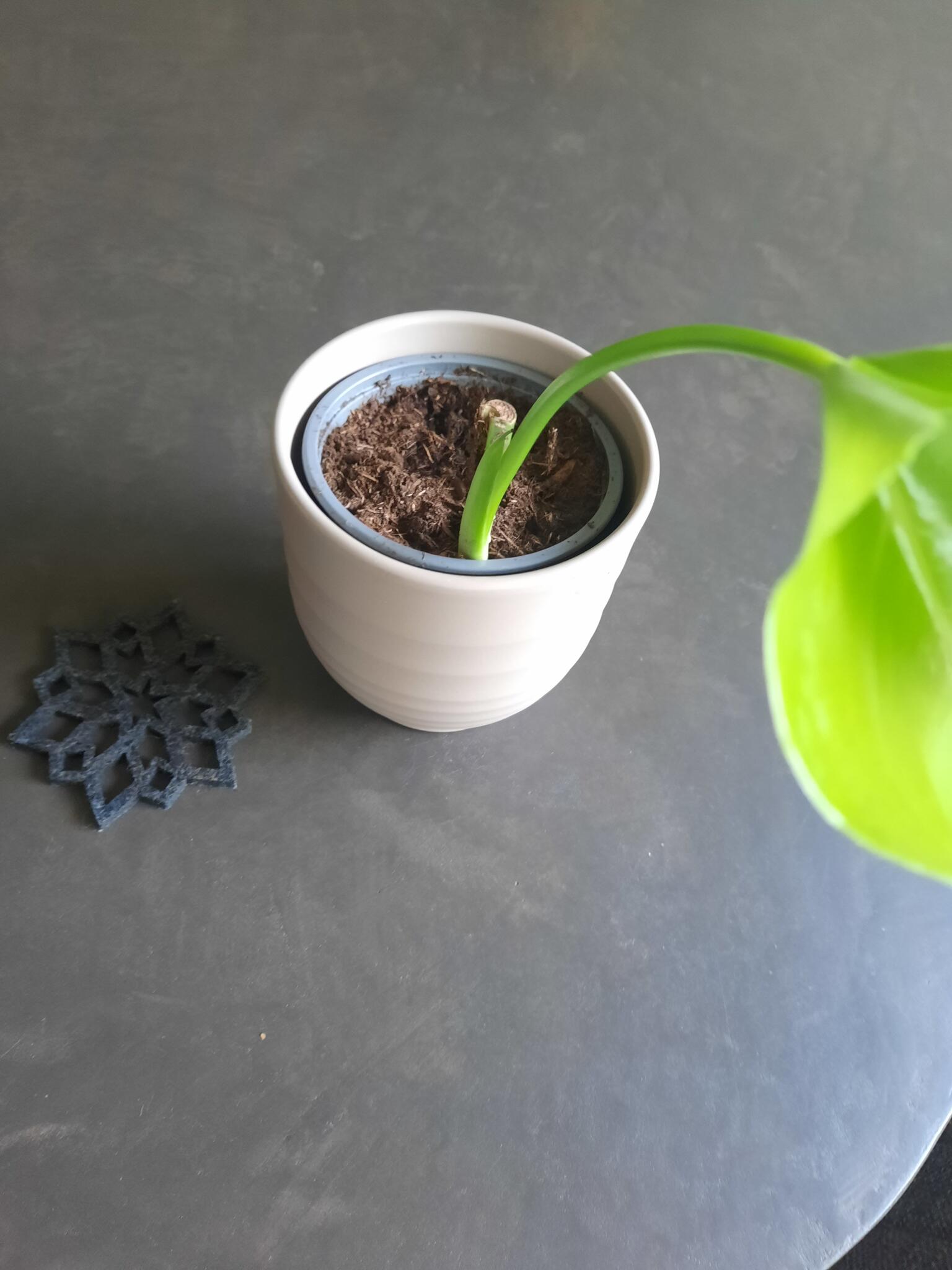 Jonge Stekken Van De Monstera Deliciosa Fr 2  In Rotterdam, ZH | Zum  Verkauf & Kostenlos  Nextdoor