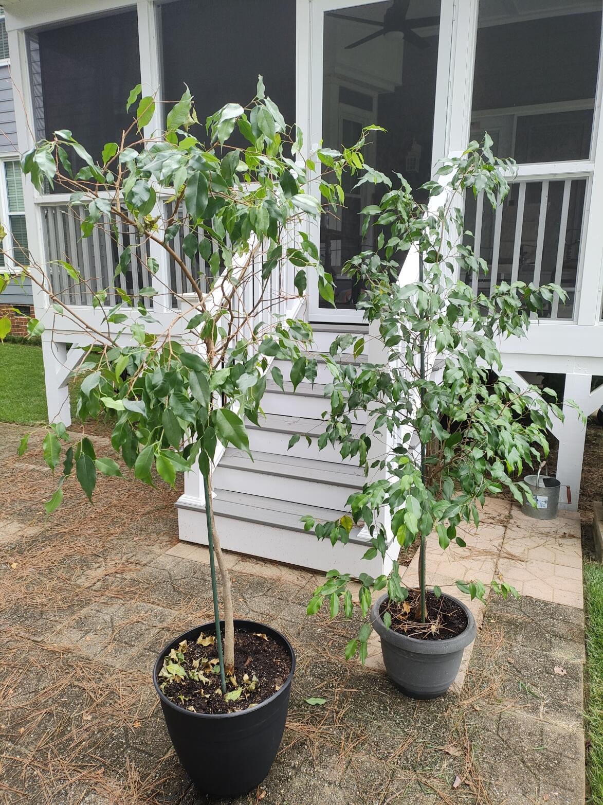 Potted Ficus Trees