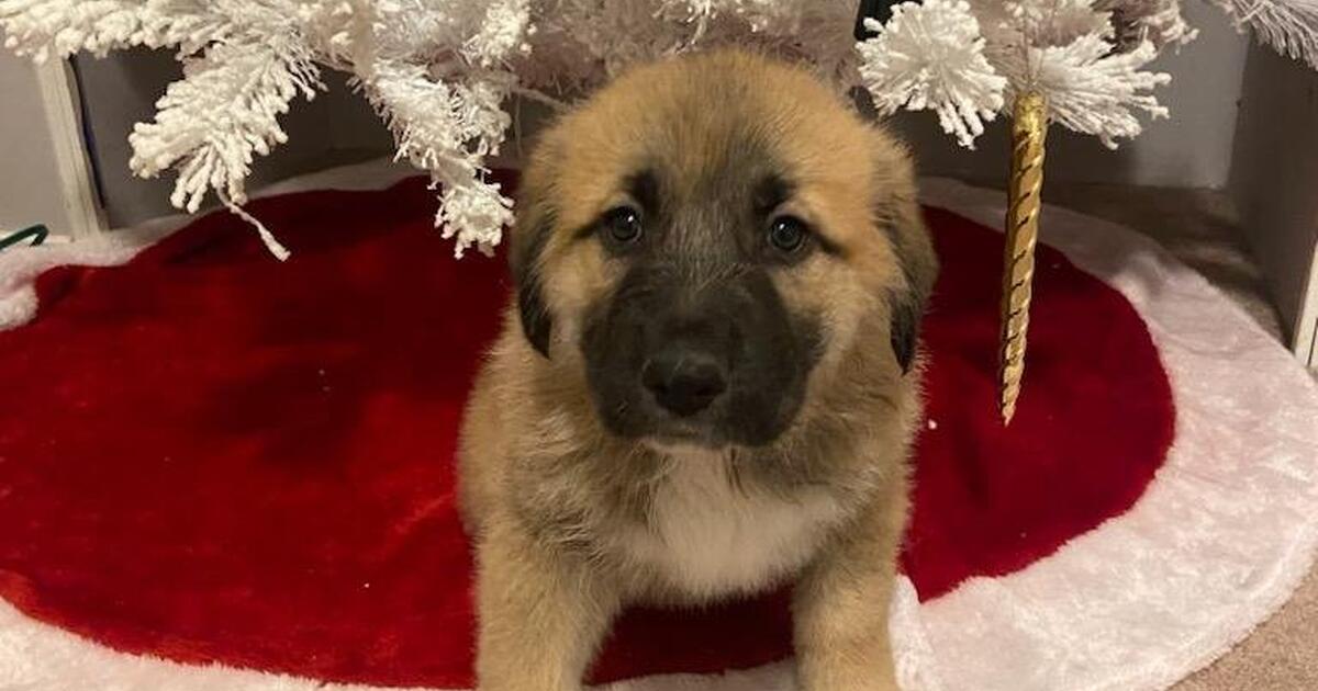 Great Pyrenees German shepherd mix for 300 in Cheyenne, WY Finds