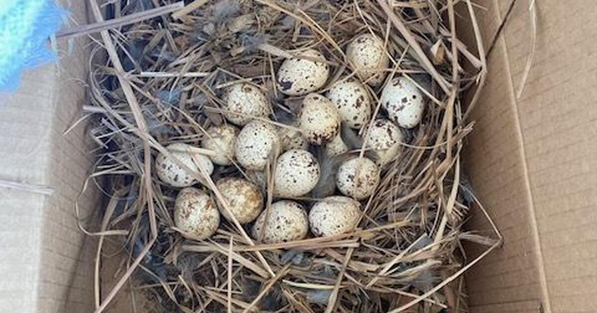 Looking for suggestions on caring for orphaned dove eggs. for Free in