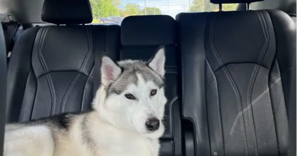 Husky in Jacksonville, FL For Sale & Free — Nextdoor