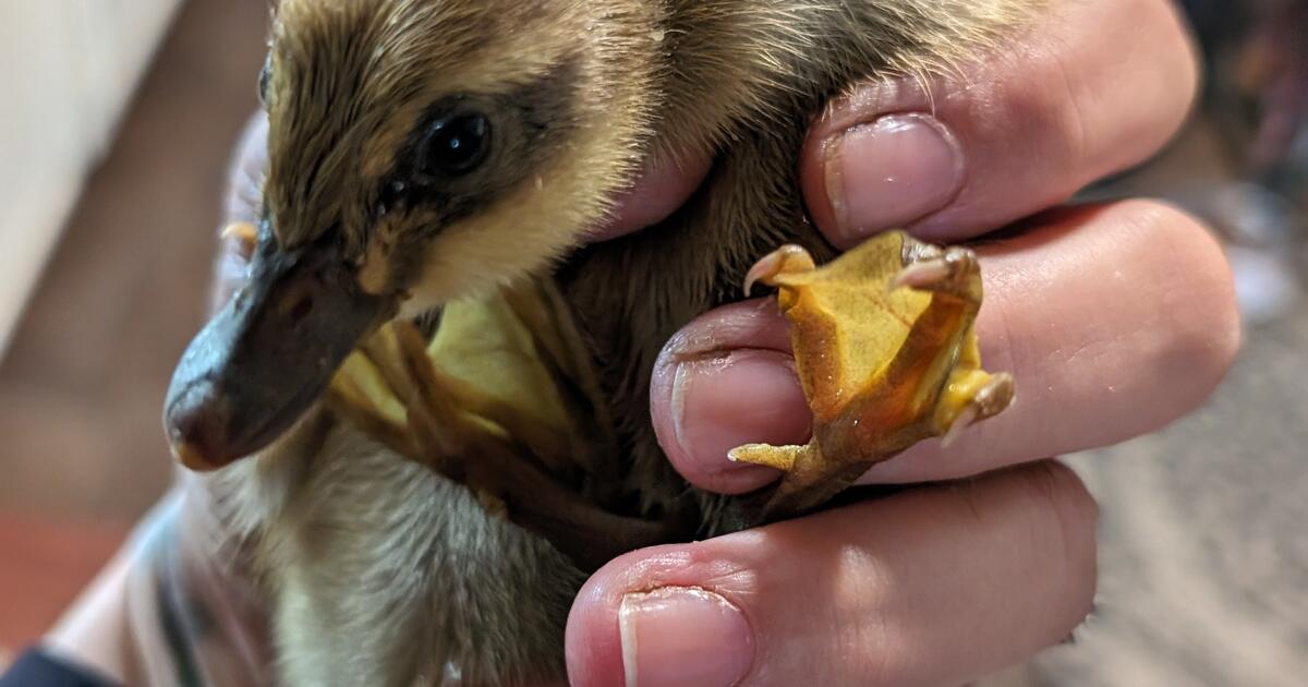 Ancona Ducklings for $3 in Spokane Valley, WA | For Sale & Free — Nextdoor