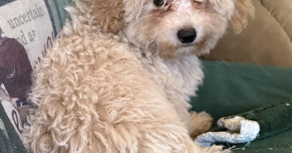 Puppy in Sarasota, FL For Sale & Free — Nextdoor