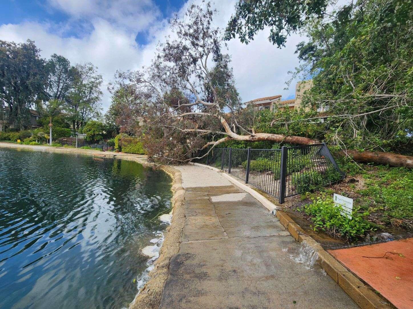 We have a tree down near Calabasas Lake, closing the sidewalk