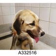 Photo from Placer County Animal S.